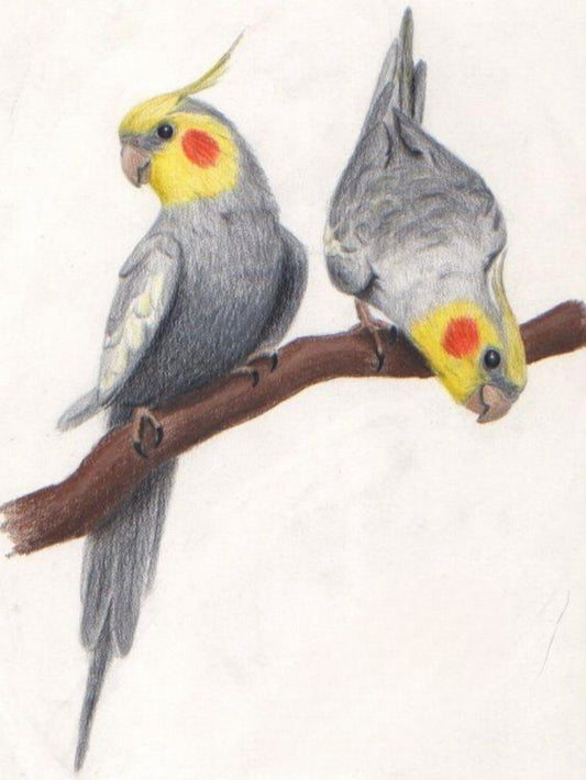 Cockatiel Parrot | Diamond Painting