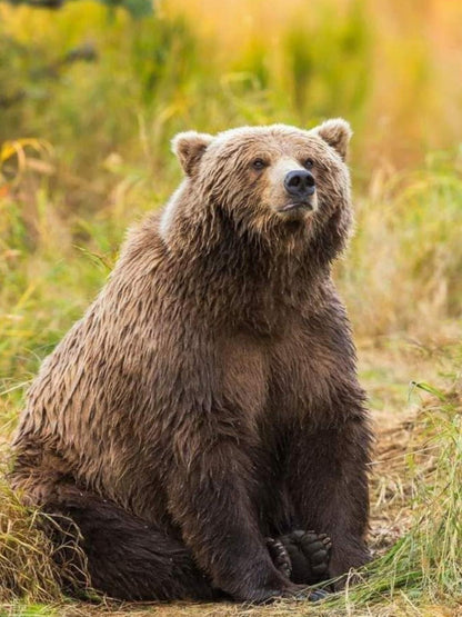 Brown Bear | Diamond Painting