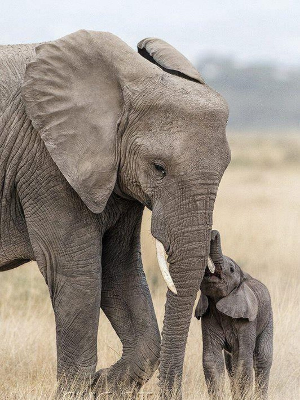 Elephant | Diamond Painting
