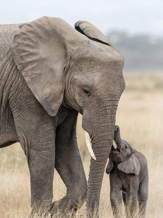 Elephant | Diamond Painting