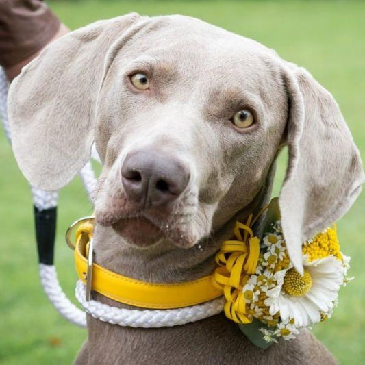 Weimaraner Dog | Diamond Painting