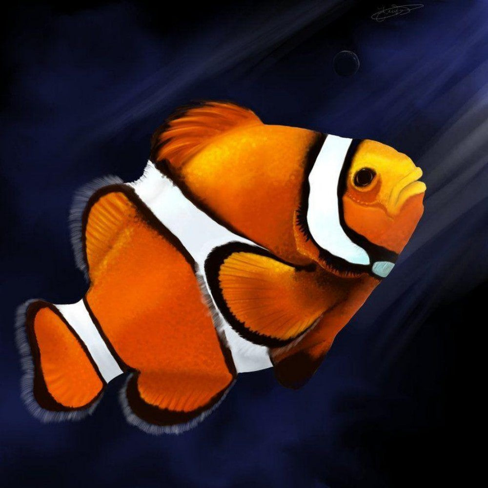 Clown Fish | Diamond Painting