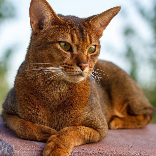 Abyssinian Cat | Diamond Painting