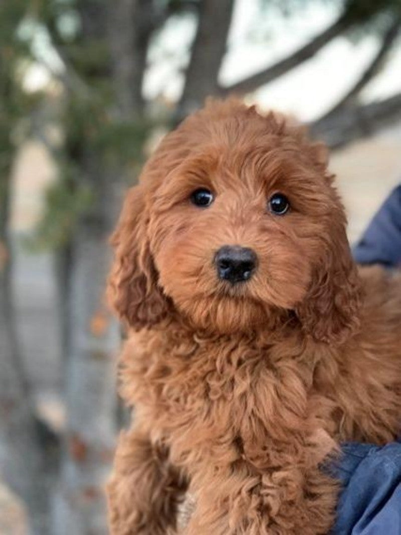 Labradoodle Dog | Diamond Painting