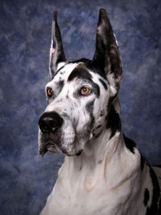 Dog Great Dane | Diamond Painting