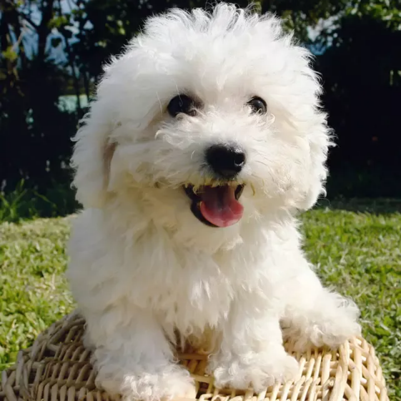Dog Bichon Frise | Diamond Painting