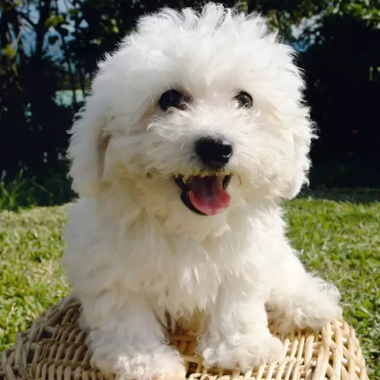 Dog Bichon Frise | Diamond Painting
