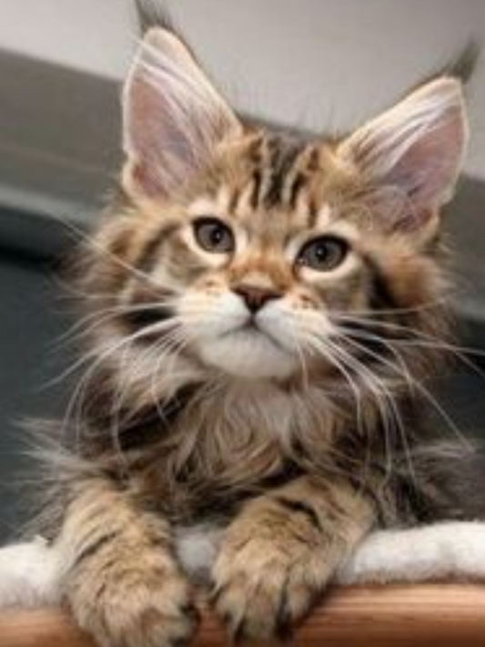 Maine Coon | Diamond Painting