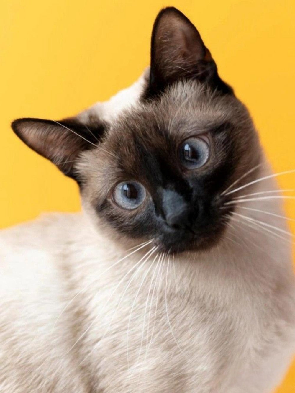 Siamese Cat | Diamond Painting