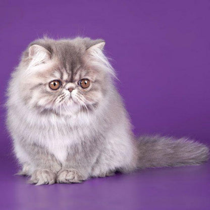 Persian Cat | Diamond Painting