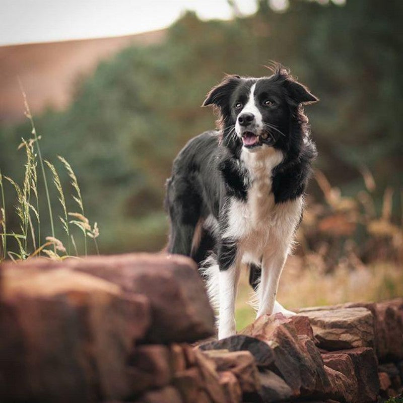Dog Border Collie | Diamond Painting