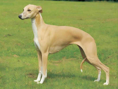 Whippet Dog | Diamond Painting
