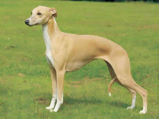 Whippet Dog | Diamond Painting