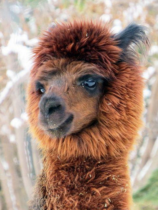 Alpaca | Diamond Painting