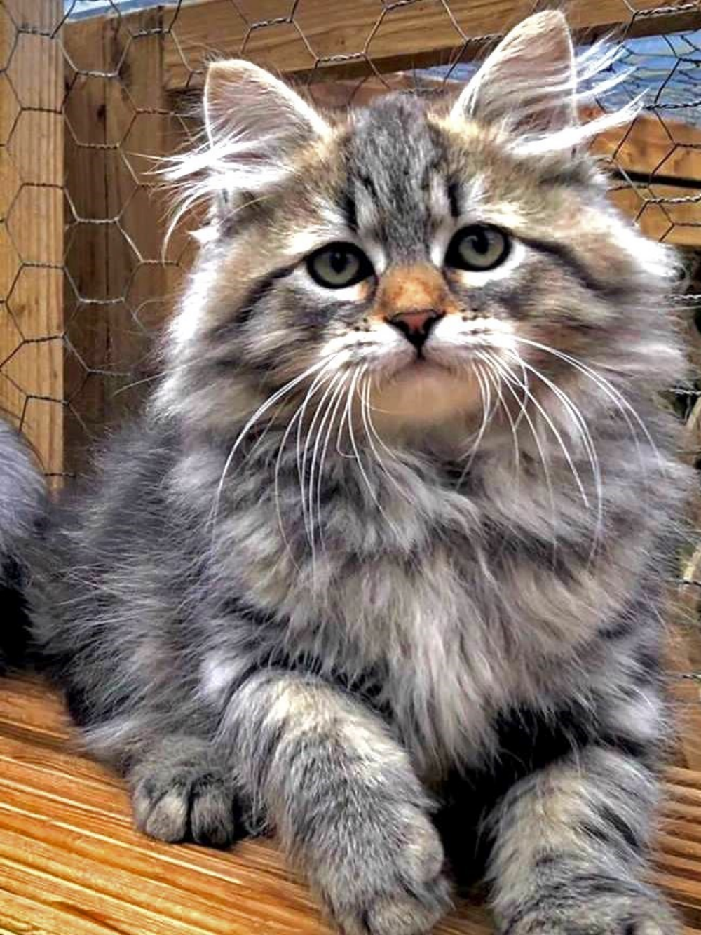 Maine Coon | Diamond Painting