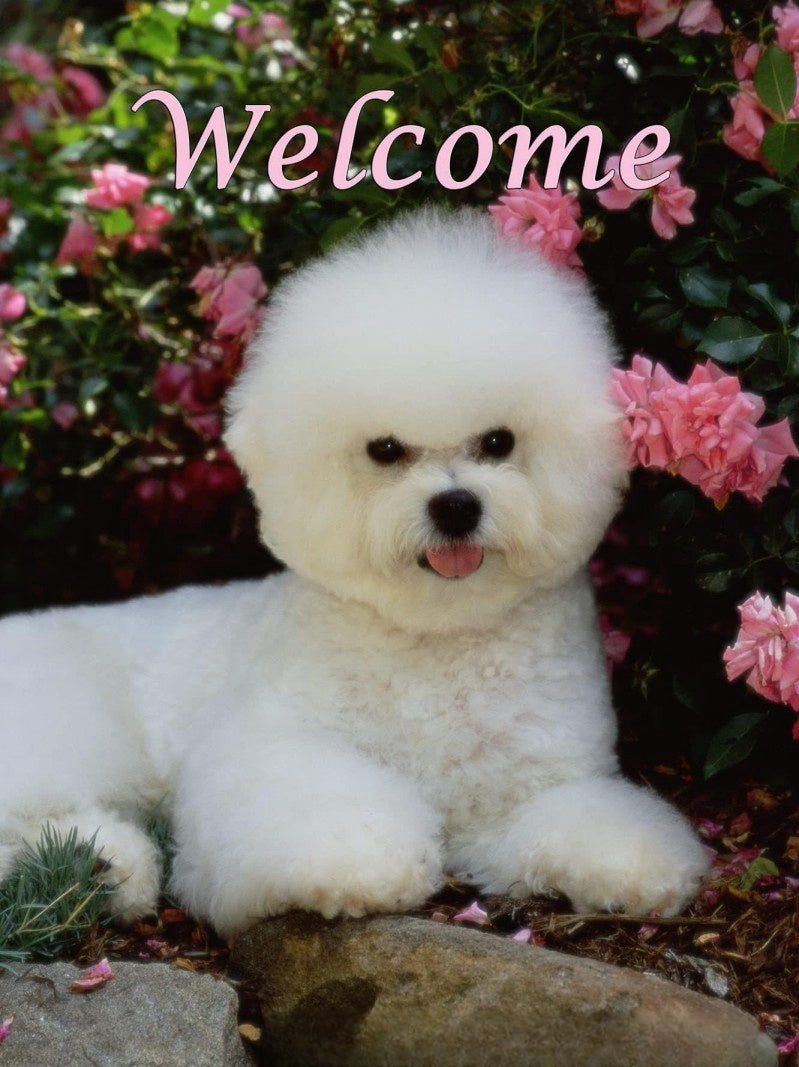 Dog Bichon Frise | Diamond Painting