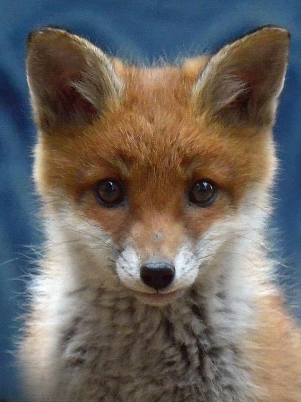Fox | Diamond Painting