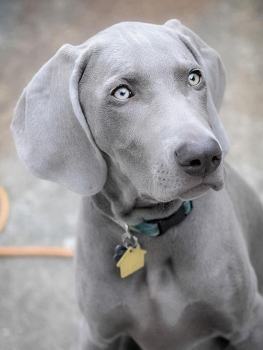 Weimaraner Dog | Diamond Painting