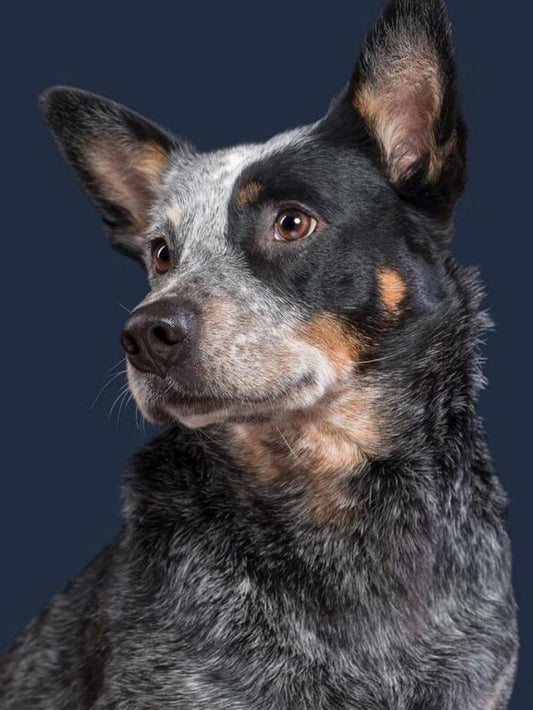 Cattle Dog (Blue Heeler) | Diamond Painting