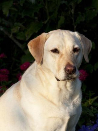 Yellow Labrador Dog | Diamond Painting