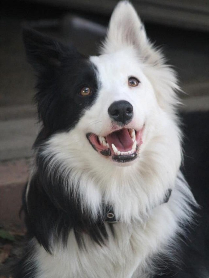 Dog Border Collie | Diamond Painting