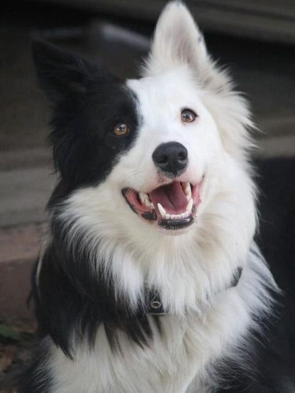 Dog Border Collie | Diamond Painting