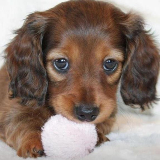 Dachshund Dog | Diamond Painting