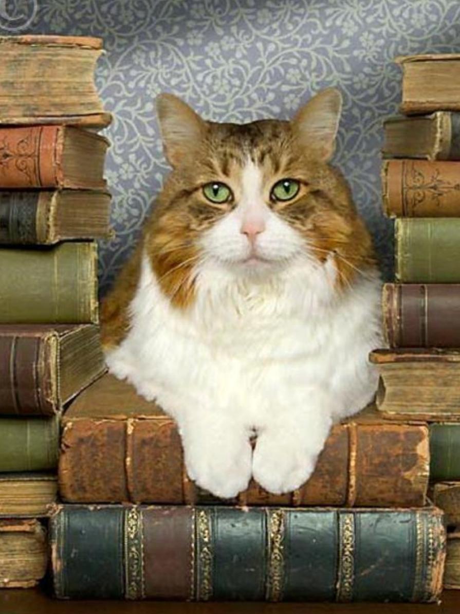 Cat Bookshelf | Diamond Painting