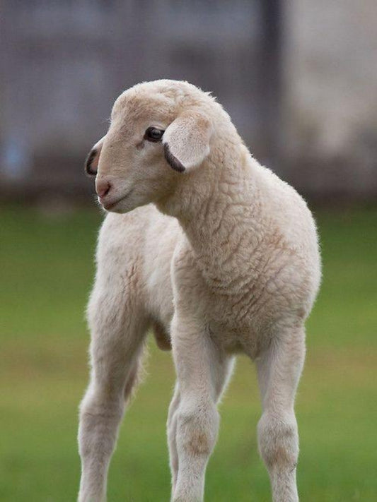 Sheep | Diamond Painting