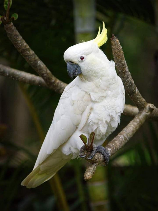 Cockatoo | Diamond Painting