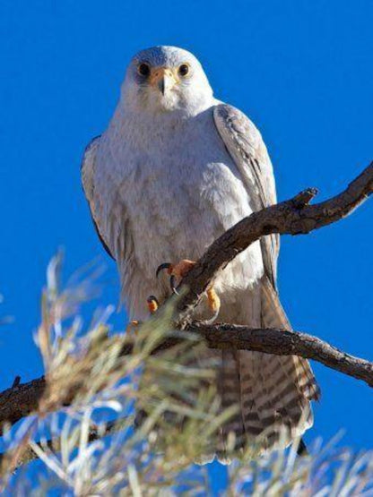 Falcon | Diamond Painting