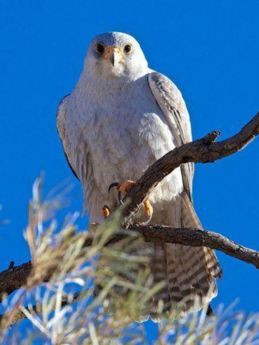 Falcon | Diamond Painting