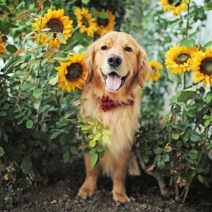 Yellow Labrador Dog | Diamond Painting