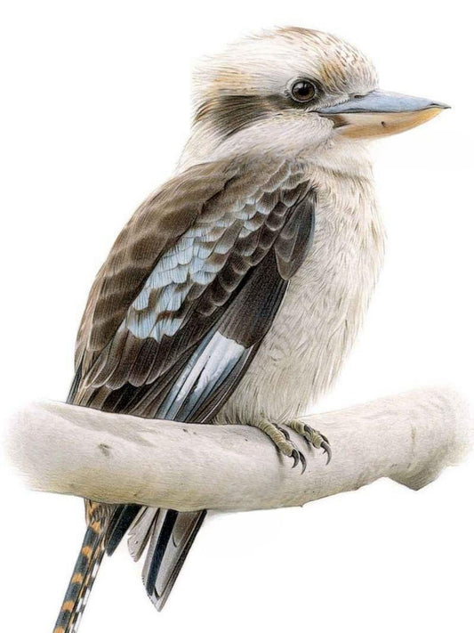 Kookaburra | Diamond Painting