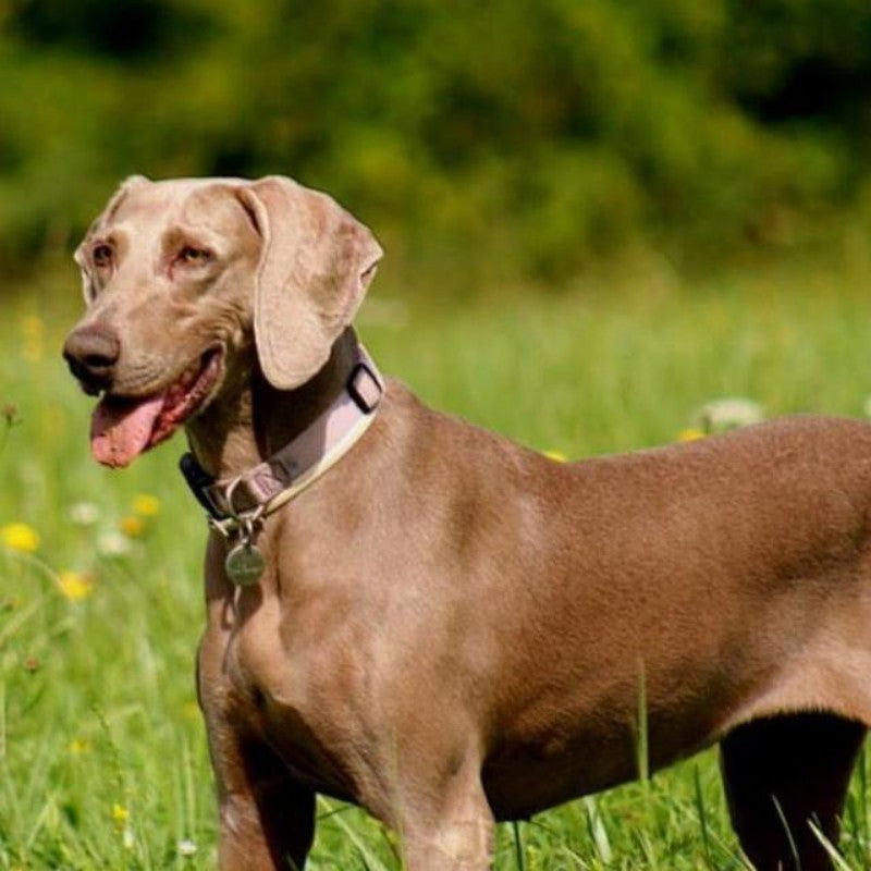 Weimaraner Dog | Diamond Painting