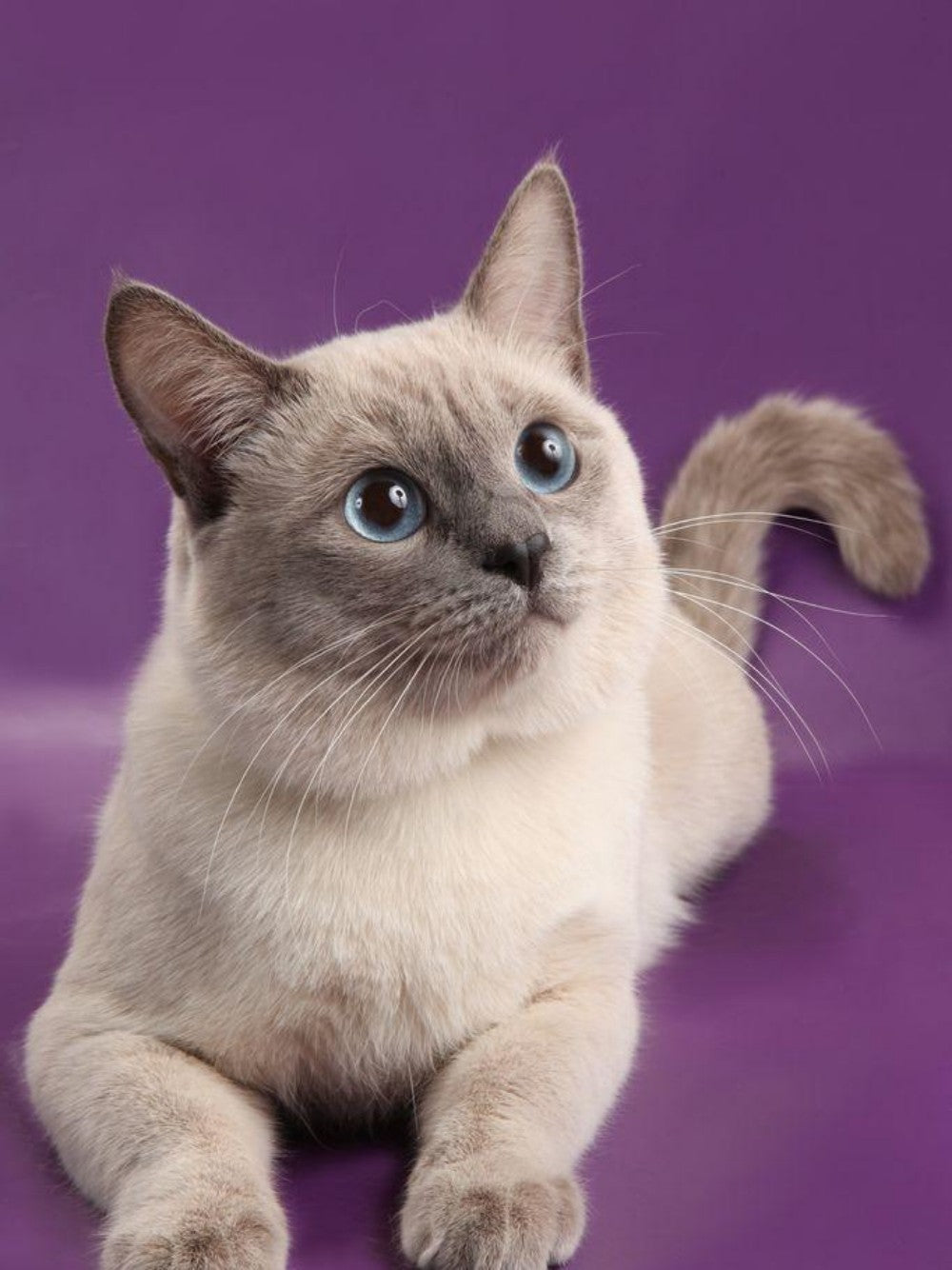 Siamese Cat | Diamond Painting