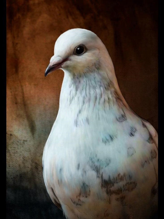 Pigeon | Diamond Painting