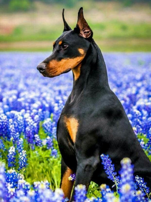 Dog Doberman | Diamond Painting