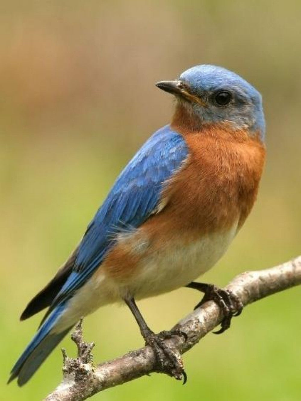 Blue Bird | Diamond Painting