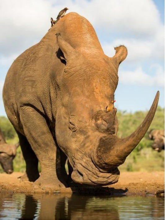 Rhino | Diamond Painting