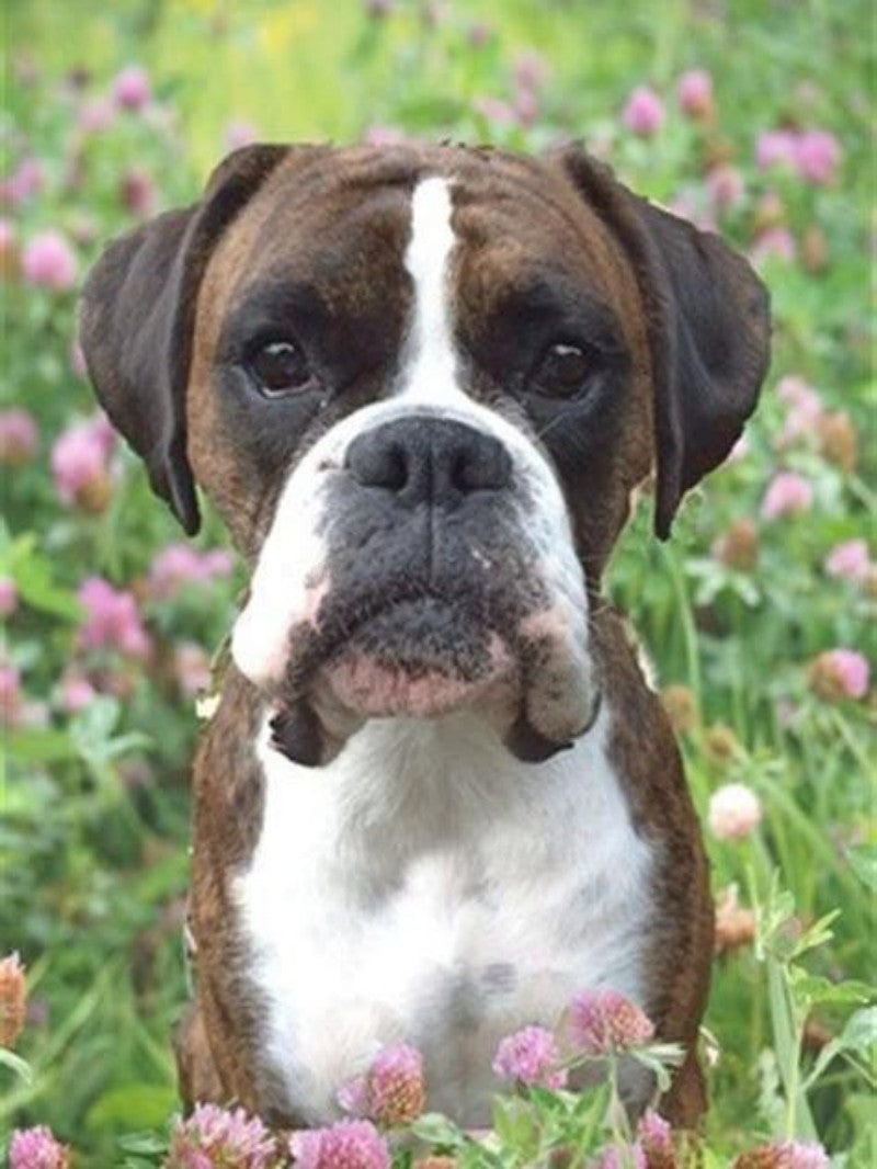 Boxer Dog | Diamond Painting