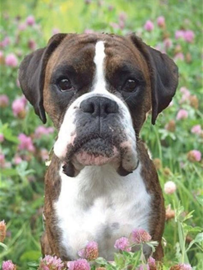 Boxer Dog | Diamond Painting