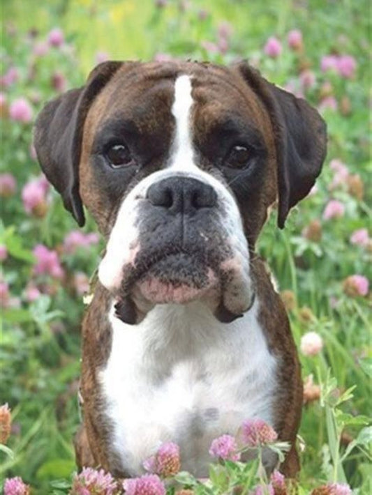 Boxer Dog | Diamond Painting