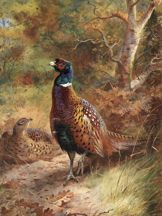 Pheasant | Diamond Painting