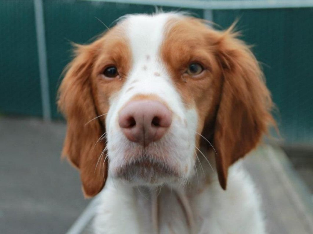 Brittany Spaniel Dog | Diamond Painting