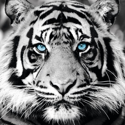 White Tiger | Diamond Painting