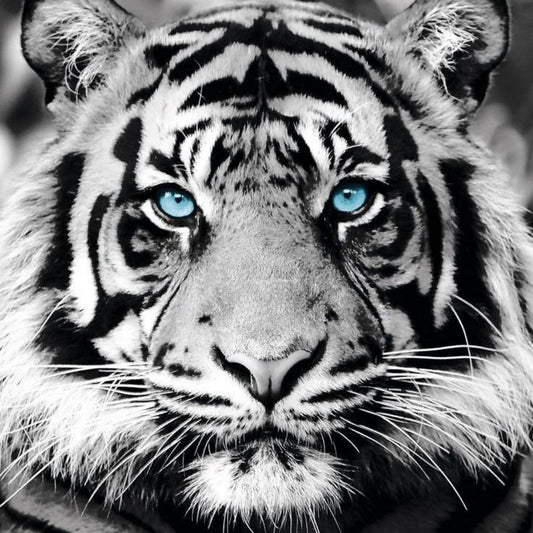 White Tiger | Diamond Painting