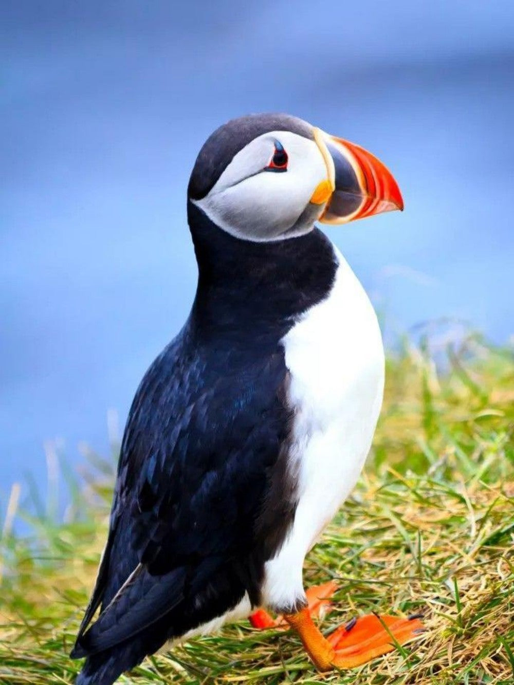 Puffin | Diamond Painting