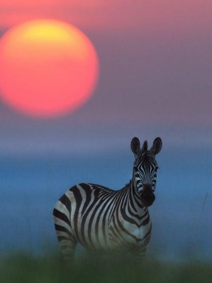Zebra | Diamond Painting