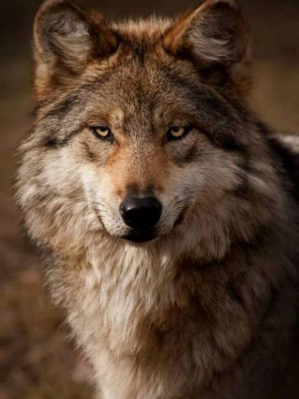 Wolf | Diamond Painting